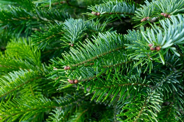 Plantation Vintergröna Nordmann Firs Julgran Växer Vårdörr Nära — Stockfoto