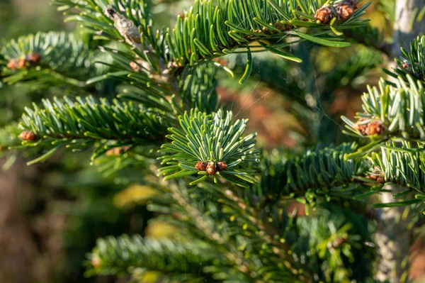 Plantacja Wiecznie Zielonych Nordmann Firs Choinka Rośnie Nasze Drzwi Blisko — Zdjęcie stockowe