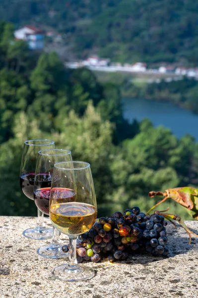 Degustação Livre Diferentes Vinhos Porto Fortificados Copos Outono Ensolarado Vale — Fotografia de Stock