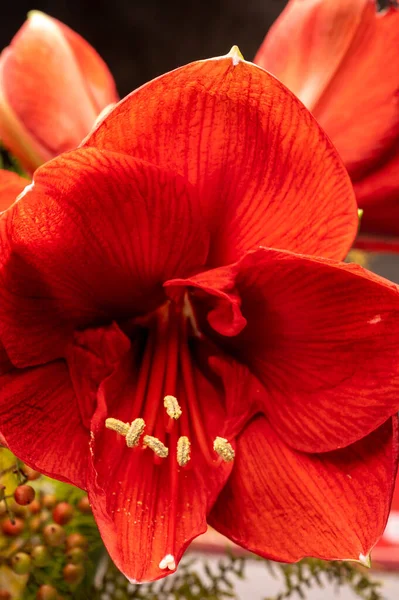 Big Red Amaryllis Winter Flowers Close — Stock Photo, Image