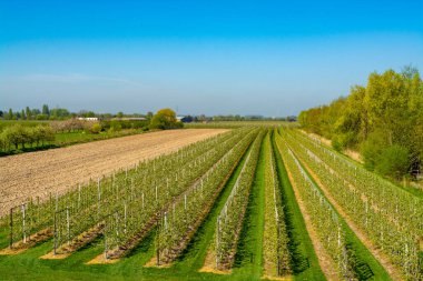 Çiçek açan erik, elma, kiraz, armut ağaçları, baharda tarım bahçelerinde, Varik, Betuwe, Hollanda