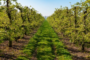 Eski erik veya armut ağaçlarıyla sıralanmış, baharda beyaz çiçek açan tarla bahçelerinde, Betuwe, Hollanda