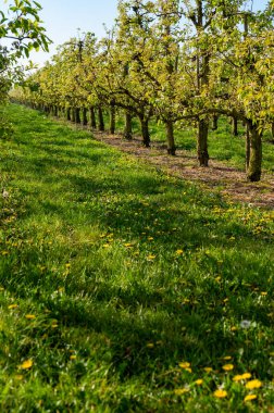 Eski erik veya armut ağaçlarıyla sıralanmış, baharda beyaz çiçek açan tarla bahçelerinde, Betuwe, Hollanda