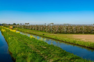Meyve bahçesinde beyaz çiçekli kiraz ağaçları ve güneşli bahar gününde kuşlardan korunma sistemi, Hollanda, Betuwe