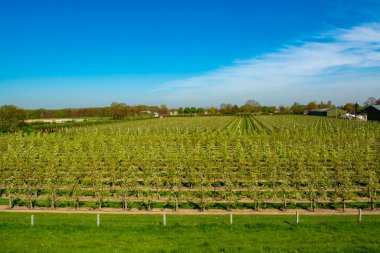 Çiçek açan erik, elma, kiraz, armut ağaçları, baharda tarım bahçelerinde, Varik, Betuwe, Hollanda