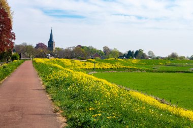 Bahar doğası, güneşli bir günde Hollanda, Gelderland, Betuwe 'de sarı kolza tohumu bitkileriyle doludur.
