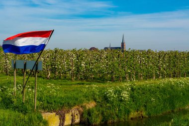 Hollanda 'da bahar mevsimi Betuwe, Hollanda bayrağı, eski kilise ve çiçek açan elma, armut, kiraz ve armut ağaçları