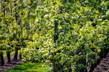 Eski erik veya armut ağaçlarıyla sıralanmış, baharda beyaz çiçek açan tarla bahçelerinde, Betuwe, Hollanda