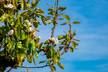 Bahar beyaz erik çiçeği ya da meyve bahçesindeki armut ağaçları, yakın.