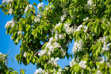 Beyaz armut ağacı baharda açar mavi gökyüzü arkaplanıyla