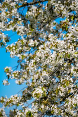 Baharda mavi gökyüzü arkaplanıyla beyaz kiraz ağacı çiçek açar.