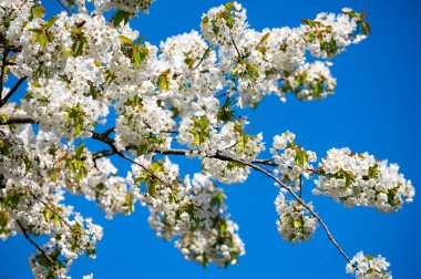 Baharda mavi gökyüzü arkaplanıyla beyaz kiraz ağacı çiçek açar.