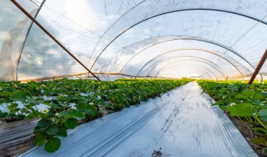 Plastikçilik yöntemini kullanarak çilek yetiştirme, sera polietilen tünellerinde plastik gübre üzerinde büyüyen bitkiler.