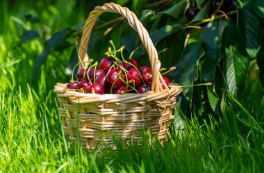 Hollanda, Betuwe 'deki kiraz ağaçlarının üzerinde büyük, olgun kirazlı yeni hasatla dolu sepet.