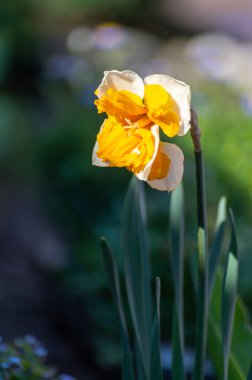Bahar bahçedir, büyük sarı-beyaz nergisler çiçek açar.
