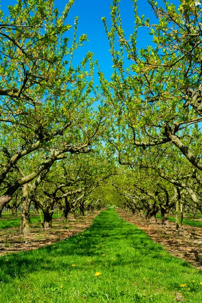 Rader Med Gamla Plommonfruktträd Med Vit Blomma Våren Odlingsträdgårdar Betuwe — Stockfoto