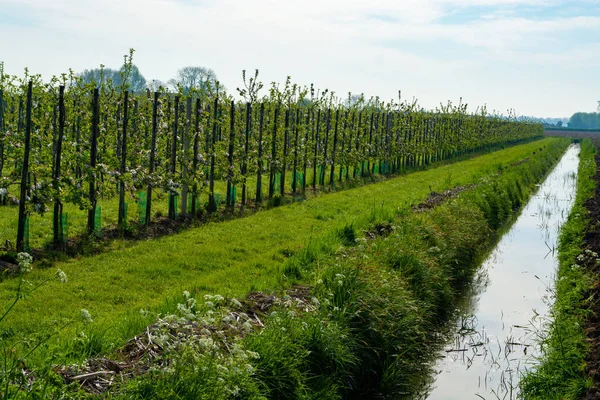 Bahar mevsiminde çiçek açan elma ağaçları güneşli bir günde tarım bahçelerinde sıralanır, Betuwe, Hollanda