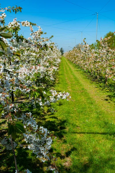 Filas Con Cerezos Agrios Con Flor Blanca Primavera Huertos Agrícolas — Foto de Stock