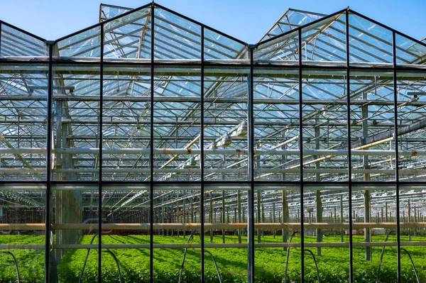 Gran Invernadero Vidrio Con Cultivo Verduras Interior Día Soleado — Foto de Stock