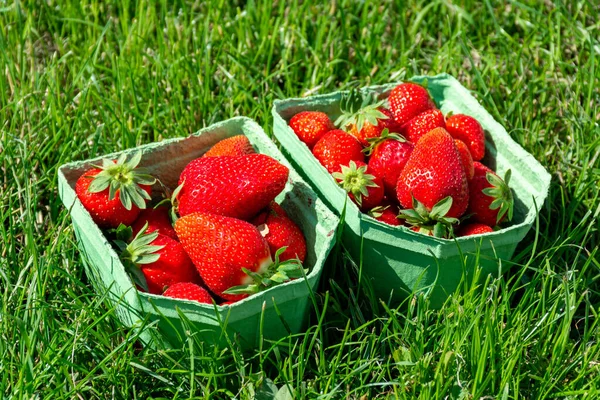 Zwei Pappkartons Mit Frischen Reifen Roten Erdbeeren Auf Grünem Gras — Stockfoto