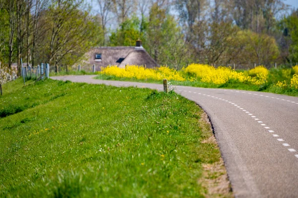 荷兰Gelderland的Betuwe 春天的自然景观 阳光普照 油菜花盛开 — 图库照片