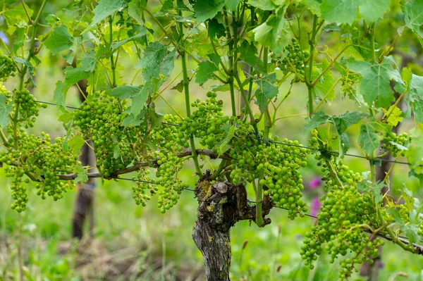 Lato Holenderskiej Winnicy Młode Zielone Winogrona Wiszące Dojrzewające Winogronach — Zdjęcie stockowe