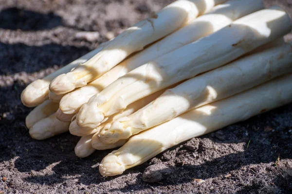 New Harvest High Quality Big Dutch Washed White Asparagus Vegetables — Stock Photo, Image