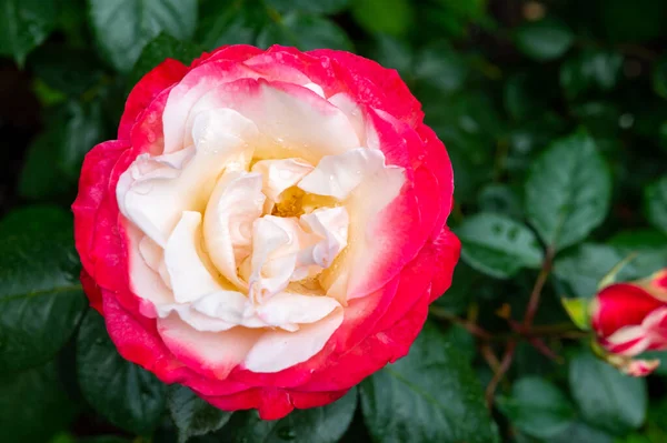 Kwiat Białej Czerwonej Herbaty Hybrydowej Nostalgii Lub Podwójnej Rozkoszy Kwiaciarnia — Zdjęcie stockowe