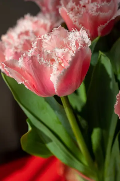 Весняний Букет Рожевими Свіжими Садовими Тюльпанами Крупним Планом — стокове фото