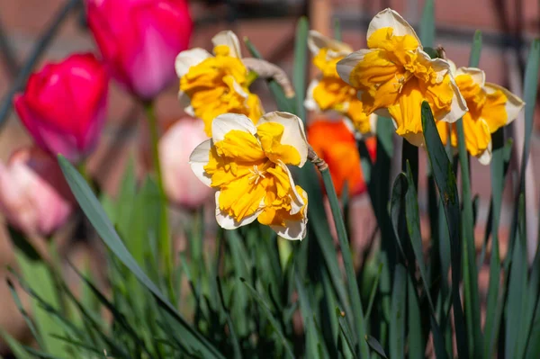 Lente Tuin Bloesem Van Grote Geel Witte Narcissen Close — Stockfoto