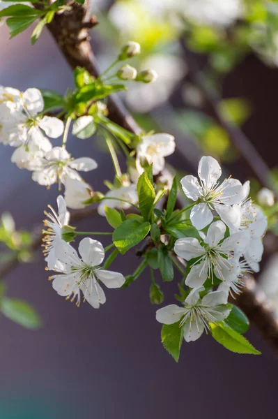 Spring white blossom of sour cherry berry trees in orchard in sunny day