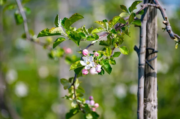 Pink Blossom Apple Fruit Tree Spring Time Farm Orgardens Betuwe — стоковое фото