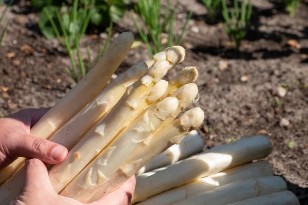 Arbeiter Hände Mit Neuer Ernte Von Qualitativ Hochwertigem Großen Holländischen — Stockfoto