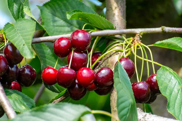 New Harvest Big Dark Ripe Sweet Cherries Cherry Trees Plantation — Stock Photo, Image