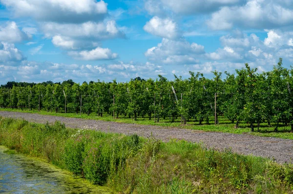 Green Organic Orchards Rows Apple Trees Ripening Fruits Betuwe Gelderland Stock Picture