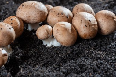 Belçika, Kanne 'deki yeraltı mağaralarında yetişen kahverengi mantarlar.