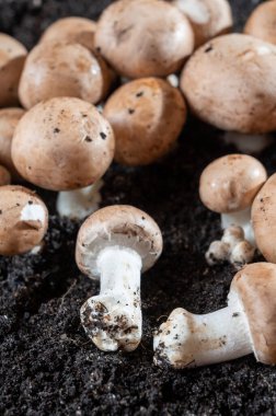 Belçika, Kanne 'deki yeraltı mağaralarında yetişen kahverengi mantarlar.