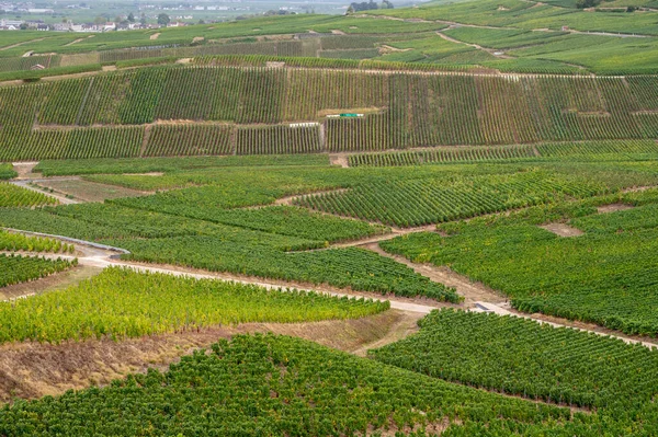 Landschap Met Groene Grand Cru Wijngaarden Buurt Van Epernay Regio — Stockfoto