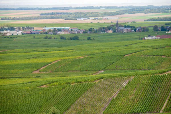 Epernay Yakınlarında Yeşil Büyük Cru Üzüm Bağları Olan Manzara Fransa — Stok fotoğraf