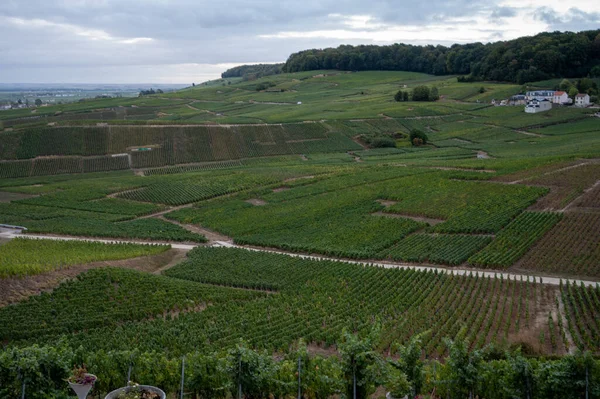 Landschap Met Groene Grand Cru Wijngaarden Buurt Van Epernay Regio — Stockfoto