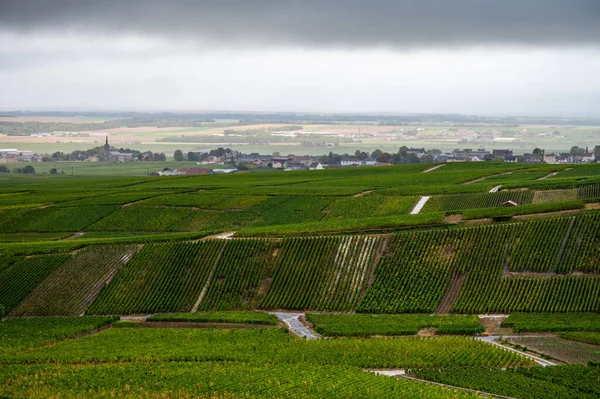 Tájkép Zöld Nagy Cru Szőlőültetvények Közelében Epernay Régió Champagne Franciaország — Stock Fotó