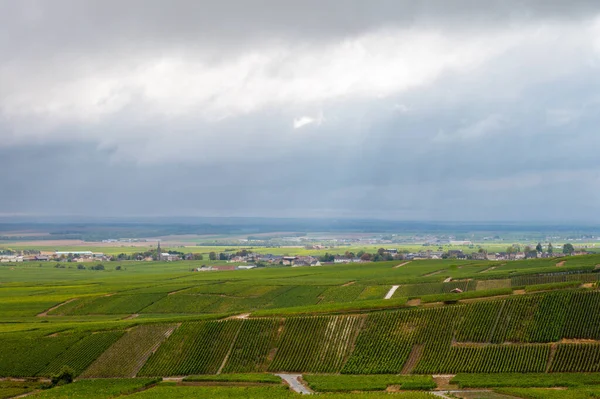 Epernay Yakınlarında Yeşil Büyük Cru Üzüm Bağları Olan Manzara Fransa — Stok fotoğraf