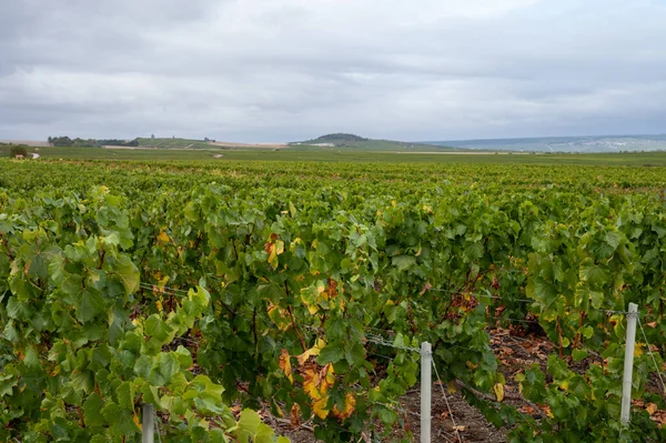 Paesaggio Con Grandi Vigneti Verdi Cru Vicino Epernay Regione Champagne — Foto Stock