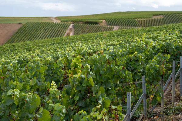 Tájkép Zöld Nagy Cru Szőlőültetvények Közelében Epernay Régió Champagne Franciaország — Stock Fotó