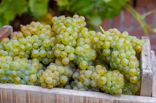 Nowe Zbiory Białych Słodkich Winogron Chardonnay Wielkich Winnicach Pobliżu Epernay — Zdjęcie stockowe