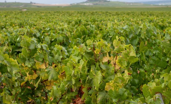Krajina Zelenými Velkými Vinicemi Poblíž Epernay Region Champagne Francie Podzimním — Stock fotografie