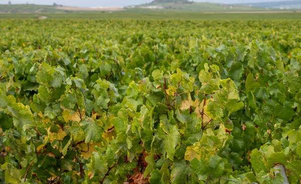 Landscape Green Grand Cru Vineyards Epernay Region Champagne France Autumn — Stock Photo, Image