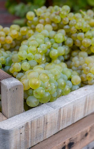 Nouvelle Récolte Raisins Blancs Chardonnay Sucré Sur Les Grands Crus — Photo