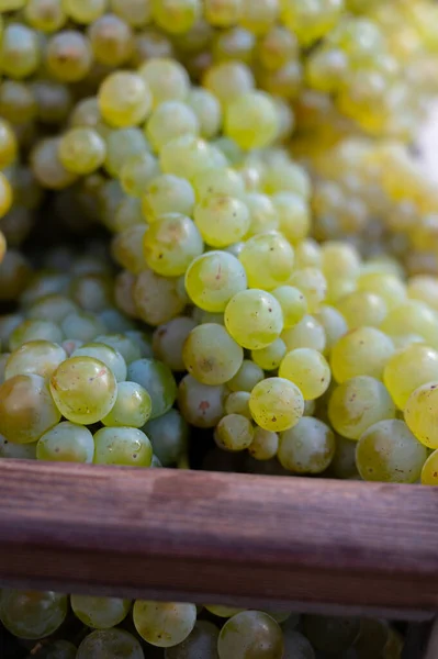 Nouvelle Récolte Raisins Blancs Chardonnay Sucré Sur Les Grands Crus — Photo