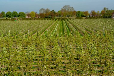 Çiçek açan erik, elma, kiraz, armut ağaçları, baharda tarım bahçelerinde, Varik, Betuwe, Hollanda